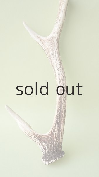 画像2: デコール用二ホンジカの角 (2)