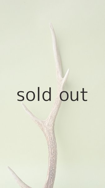 画像3: デコール用二ホンジカの角 (3)