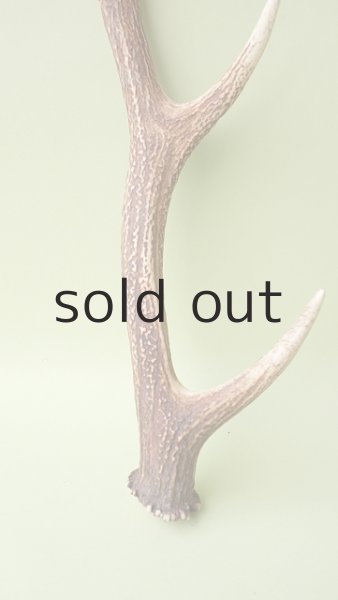 画像2: デコール用二ホンジカの角 (2)