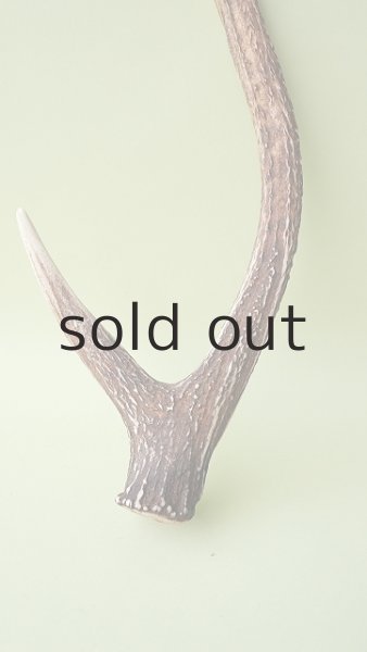 画像2: デコール用二ホンジカの角 (2)