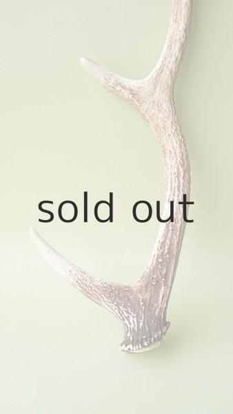 画像2: デコール用二ホンジカの角 (2)