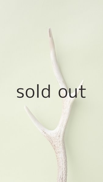 画像3: デコール用二ホンジカの角 (3)