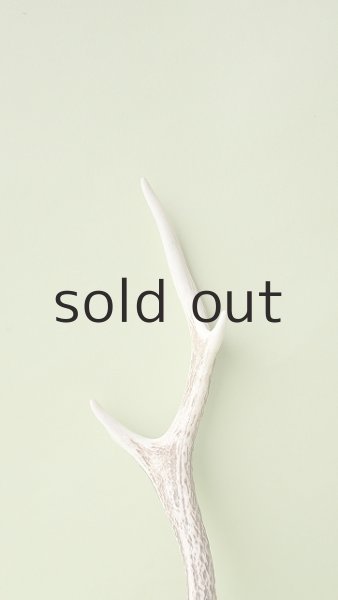 画像3: デコール用二ホンジカの角 (3)