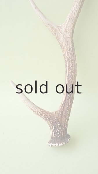 画像2: デコール用二ホンジカの角 (2)