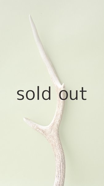 画像3: デコール用二ホンジカの角 (3)