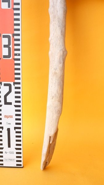 画像5: 枝流木 (5)