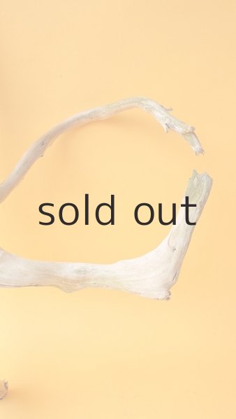 画像4: 流木根 (4)