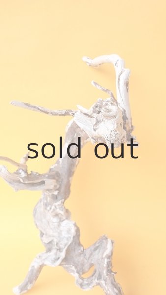 画像3: 流木根 (3)