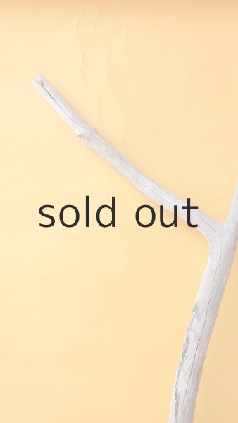 画像4: 枝流木 (4)