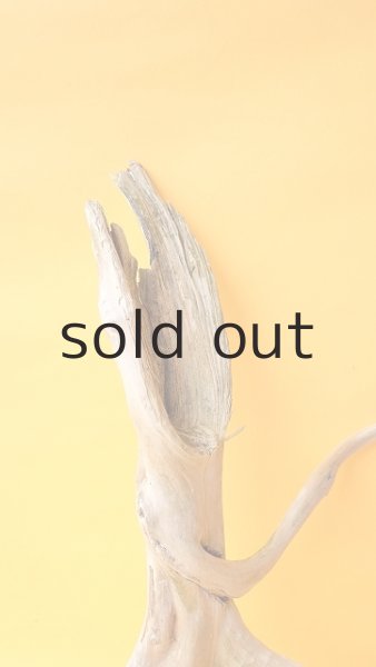 画像3: 流木根 (3)