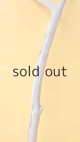 画像3: 枝流木 (3)