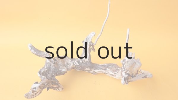 画像5: 流木根 (5)