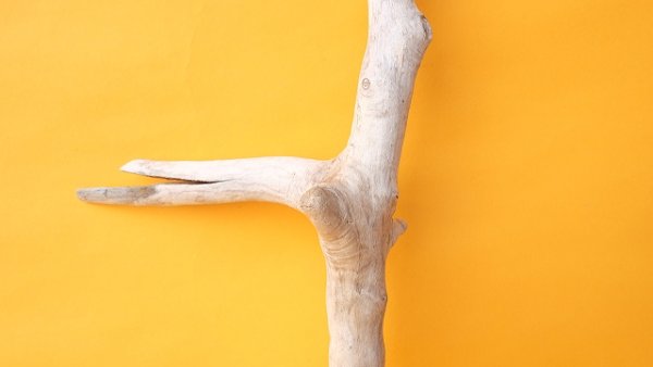 画像3: 枝流木 (3)