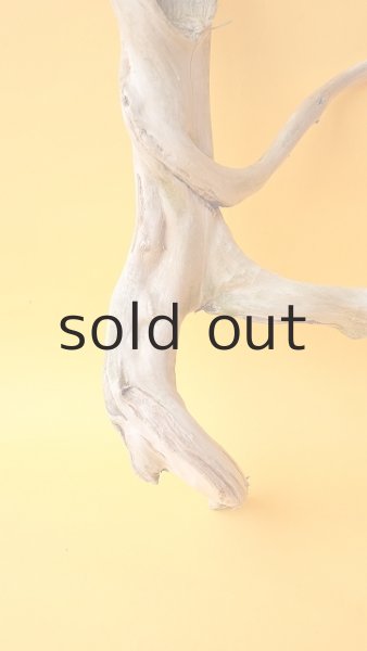 画像2: 流木根 (2)