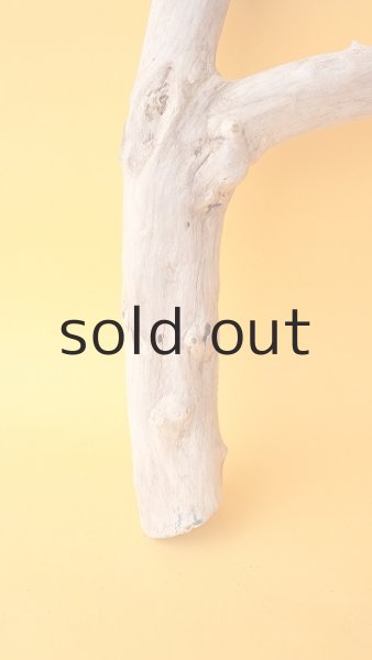 画像2: 小枝流木 (2)