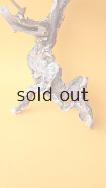 画像2: 流木根 (2)