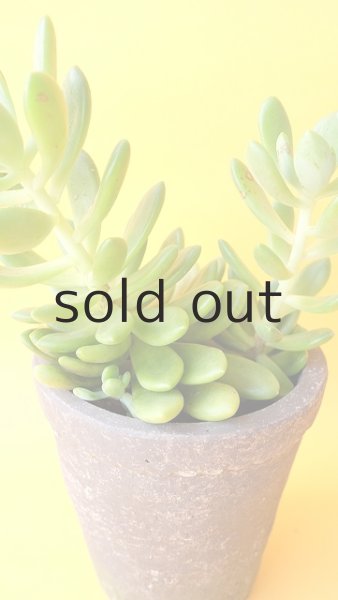 画像2: 多肉植物（春萌・セダム属） (2)