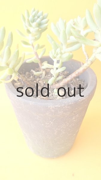 画像4: 多肉植物（スノージェイド・ セデベリア属） (4)