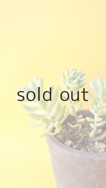 画像3: 多肉植物（スノージェイド・ セデベリア属） (3)