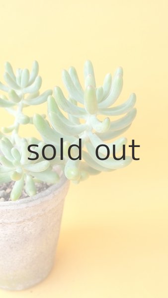 画像3: 多肉植物（乙女心・セダム属） (3)