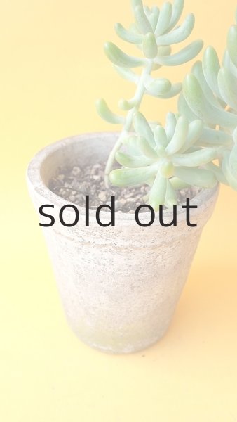 画像2: 多肉植物（乙女心・セダム属） (2)