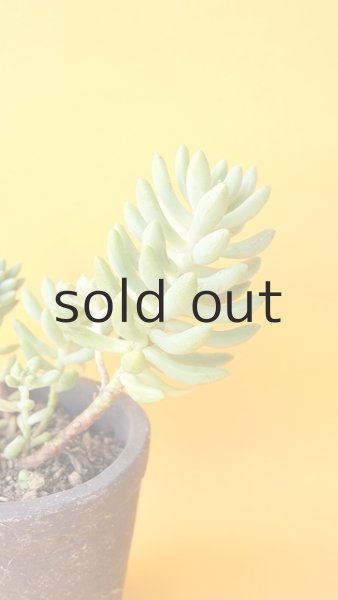 画像2: 多肉植物（スノージェイド・ セデベリア属） (2)