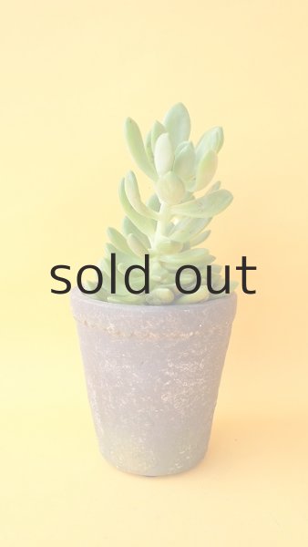 画像3: 多肉植物（春萌・セダム属） (3)