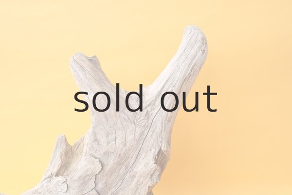 画像3: 変形流木（中型） (3)