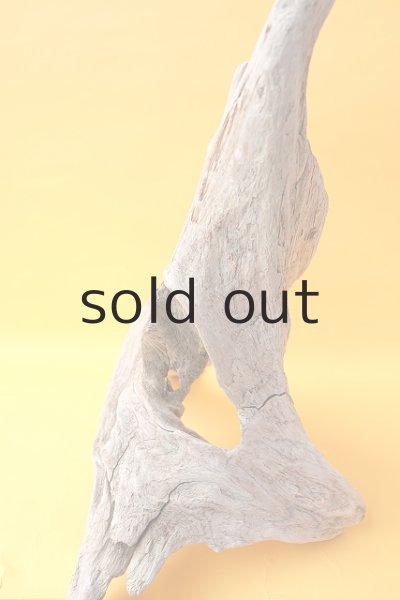 画像7: 変形流木（中型） (7)