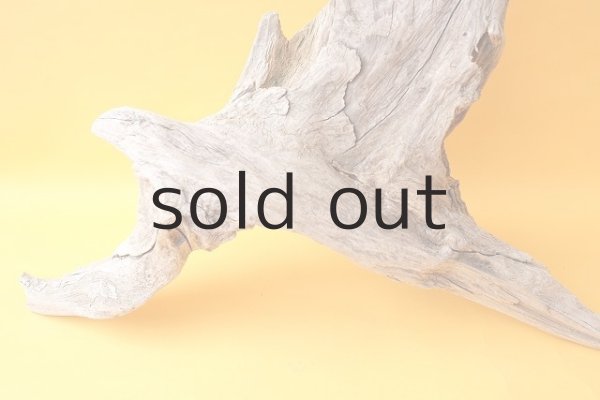 画像2: 変形流木（中型） (2)