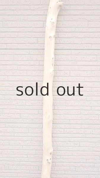 画像3: 棒流木・長尺 (3)