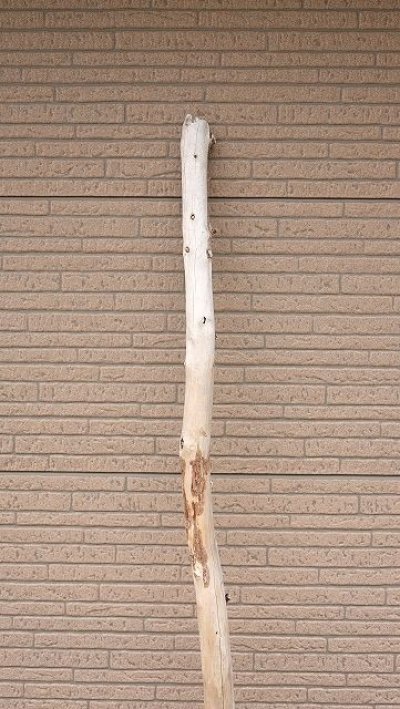 画像2: 棒流木・長尺