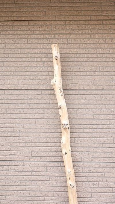 画像2: 棒流木・長尺