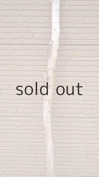 画像3: 棒流木・長尺 (3)