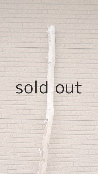 画像4: 棒流木・長尺 (4)