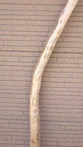 画像3: 幹流木・長尺 (3)