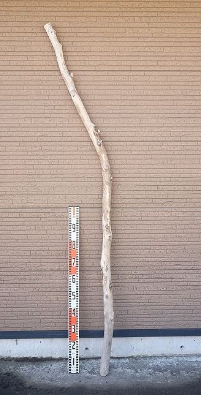 画像3: 幹流木・長尺