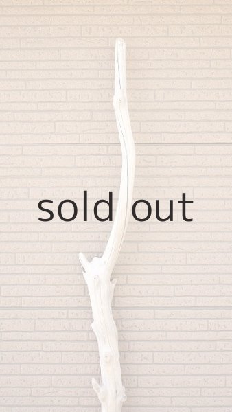 画像4: 幹流木・長尺 (4)