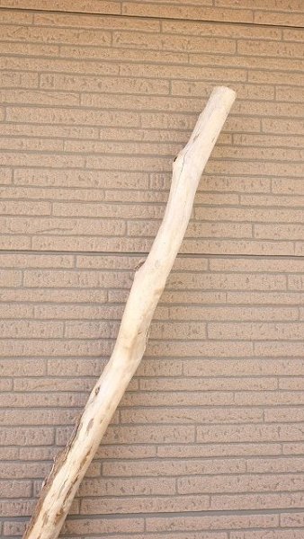 画像4: 幹流木・長尺 (4)