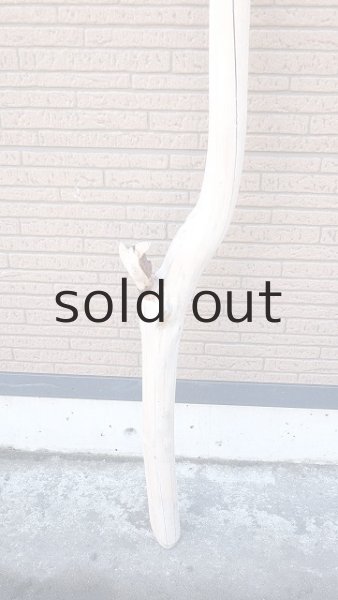 画像2: 幹流木・長尺 (2)