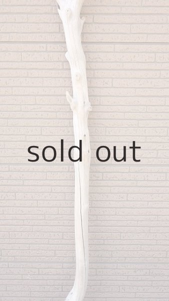 画像3: 幹流木・長尺 (3)