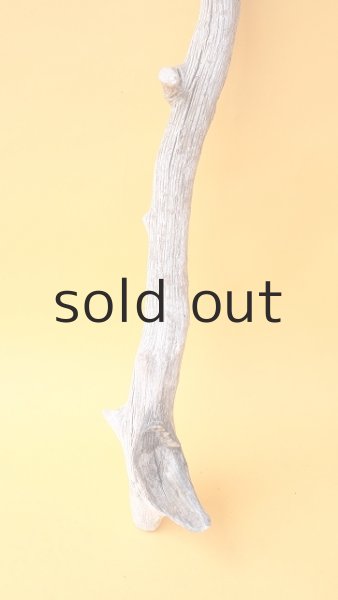 画像2: 枝流木 (2)