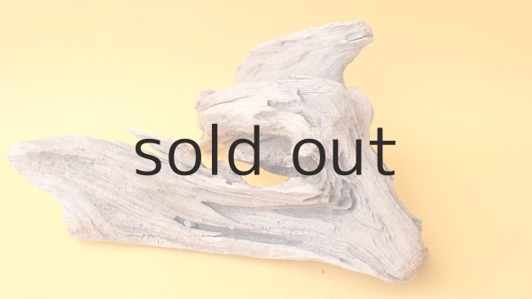 画像6: 変形流木 (6)