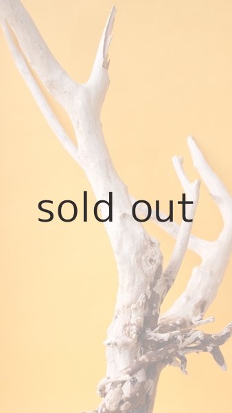 画像7: 流木根 (7)