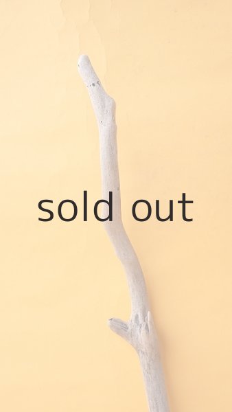 画像4: 枝流木 (4)