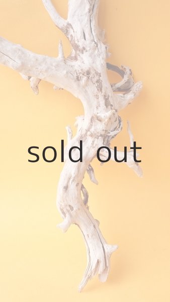 画像2: 流木根 (2)