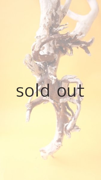 画像6: 流木根 (6)