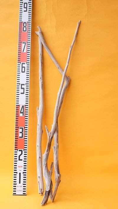 画像3: 枝流木セット