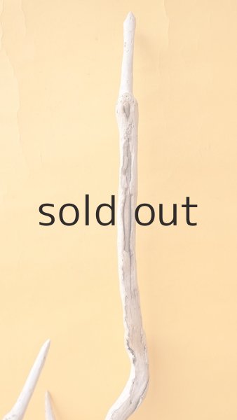 画像5: 流木根 (5)