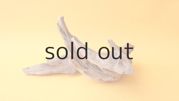 画像5: 変形流木 (5)